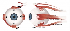 Očesne mišice in njihovo delovanje.