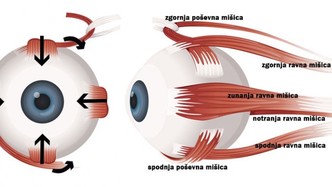 Human eye